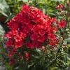 Floks wiechowaty 'Flame® Red' – Phlox paniculata